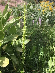 Platanthera sparsiflora