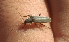 Oedemerinae