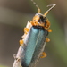 Afronycha picta - Photo (c) Cecile Roux, some rights reserved (CC BY-NC), uploaded by Cecile Roux