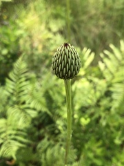 Cirsium lecontei