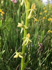 Platanthera sparsiflora