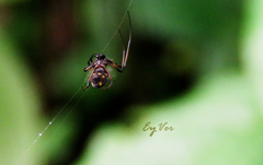 Leucauge