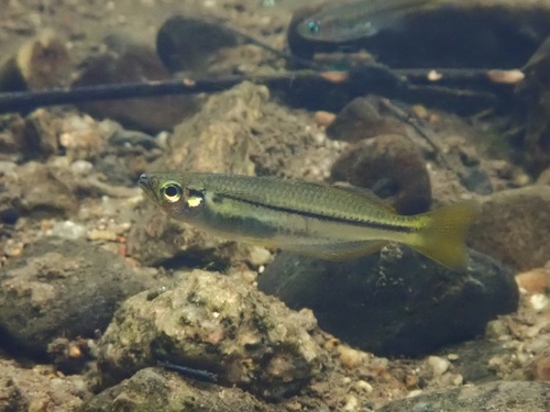 Cairns rainbowfish (Cairnsichthys rhombosomoides) — Melanotaeniidae — 3