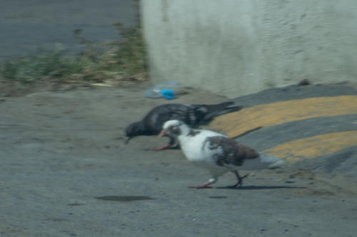 Feral Pigeon