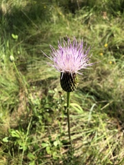 Cirsium lecontei
