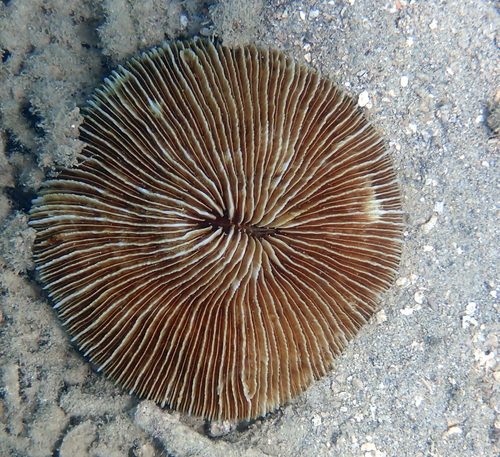 Lithophyllon repanda observed 2024-09-24