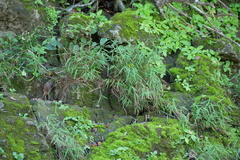 Pogonatherum crinitum