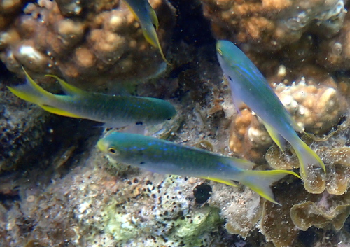 Coral demoiselle (Neopomacentrus nemurus) — Pomacentridae — 5