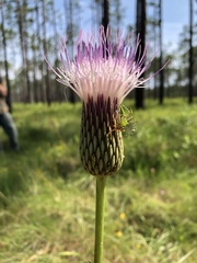 Cirsium lecontei