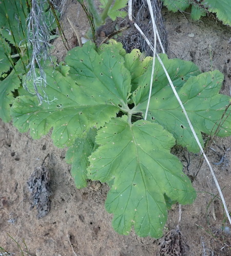 Image of Pelargonium lobatum by (c) Nicola van Berkel, some rights reserved (CC BY-SA)