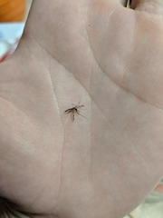 Anopheles franciscanus
