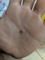 Anopheles franciscanus