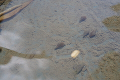 Thiaridae