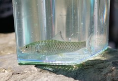 Spinibarbus hollandi