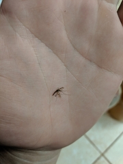 Anopheles franciscanus