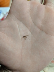 Anopheles franciscanus