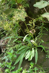 Ixeridium laevigatum