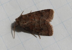 Protorthodes oviduca