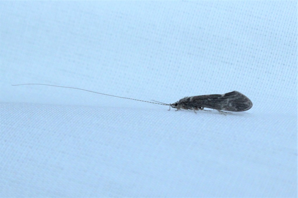 Ceraclea transversa