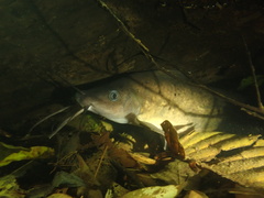 Wet Tropics Tandan photo 2