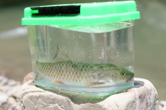 Spinibarbus hollandi