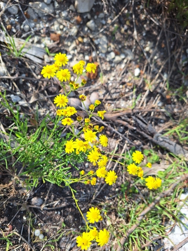 Image of Senecio spanomerus by (c) Adele SL, some rights reserved (CC BY)