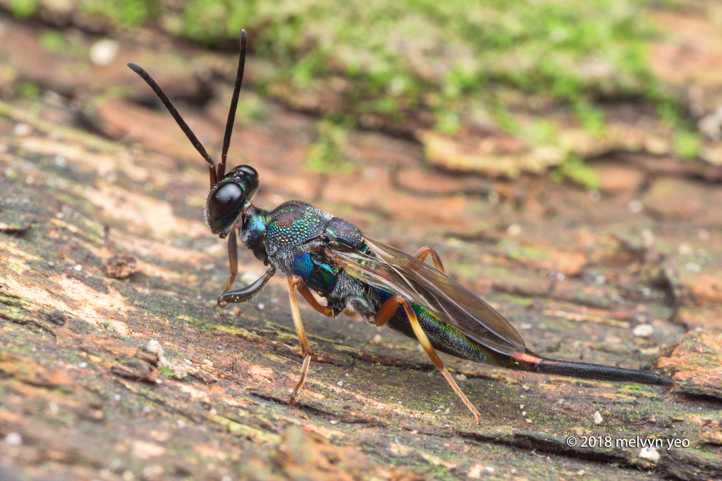 Balcha laciniosa