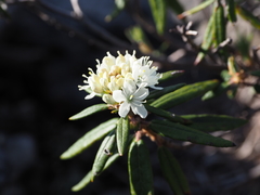 Rhododendron hypoleucum
