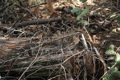 Crotalus molossus nigrescens