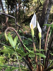 Peltandra sagittifolia