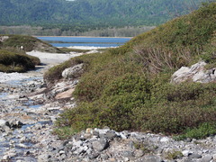 Rhododendron hypoleucum