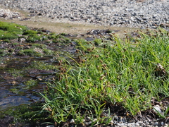 Carex angustisquama