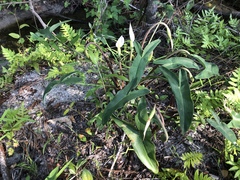 Peltandra sagittifolia