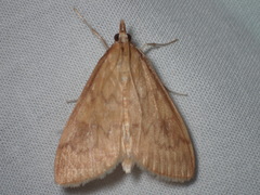 Ostrinia