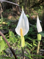 Peltandra sagittifolia