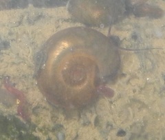 Helicorbis cantori