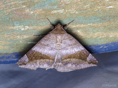 Parallelia amygdalis