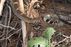 Crotalus molossus nigrescens