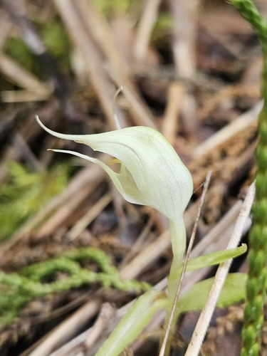 Image of Pterostylis agathicola by (c) Angus Campbell, some rights reserved (CC BY)
