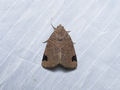 Imosca megastigmata