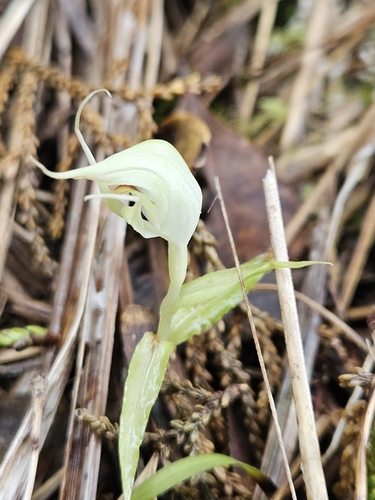 Image of Pterostylis agathicola by (c) Angus Campbell, some rights reserved (CC BY)