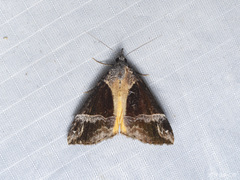 Dichromia quadralis