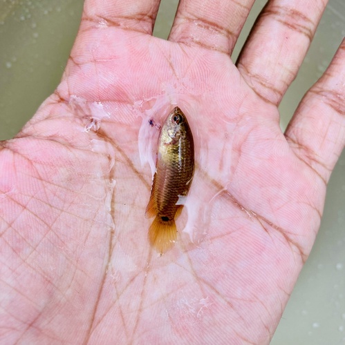Brown spiketail paradisefish (Pseudosphromenus cupanus) — Osphronemidae — 4