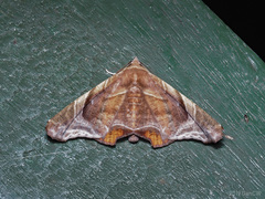 Episparis tortuosalis