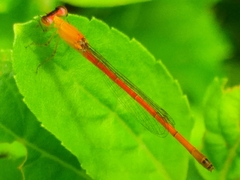 Agriocnemis minima