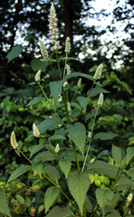 Agastache scrophulariifolia