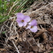 Conical-leaf Violet - Photo (c) Keita Watanabe, some rights reserved (CC BY-NC), uploaded by Keita Watanabe