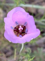 Calochortus palmeri