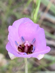 Calochortus palmeri