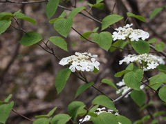 Viburnum furcatum
